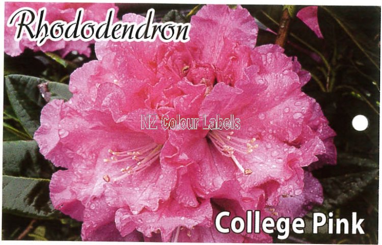 RHODODENDRON College Pink - Click Image to Close