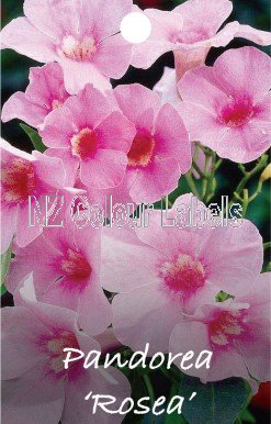 PANDOREA jasminoides Rosea - Click Image to Close