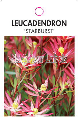 LEUCADENDRON STARBURST - Click Image to Close