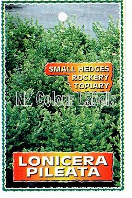 LONICERA pileata - Click Image to Close