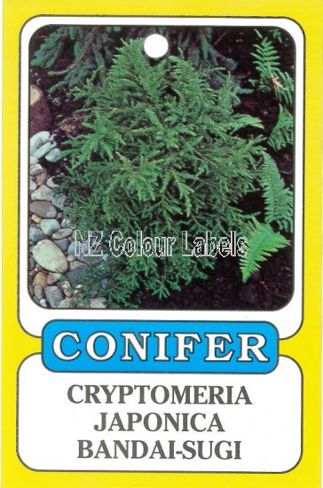 CRYPTOMERIA japonica Bandai-sugi - Click Image to Close