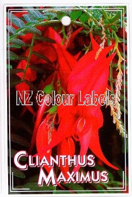 CLIANTHUS Maximus - Click Image to Close