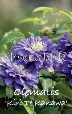 CLEMATIS KIRI TE KANAWA - Click Image to Close