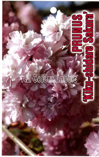 PRUNUS Kiku-shidare Sakura - Click Image to Close