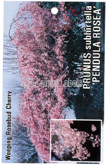 PRUNUS sub Pendula ROSEA - Click Image to Close