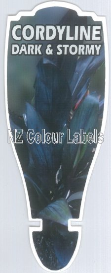 CORDYLINE Caruba Black (Dark & Stormy) - Click Image to Close