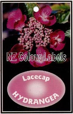 HYDRANGEA Lacecap Pink - Click Image to Close