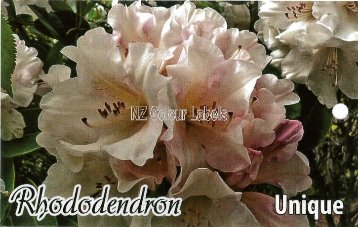 RHODODENDRON Unique - Click Image to Close