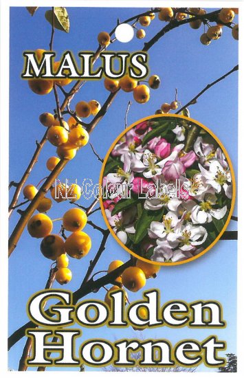 MALUS Golden Hornet - Click Image to Close