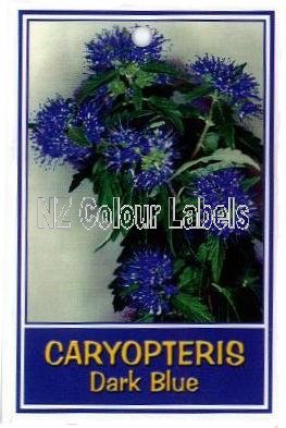 CARYOPTERIS Dark Blue - Click Image to Close