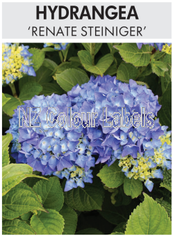 HYDRANGEA Renate Steiniger - Click Image to Close