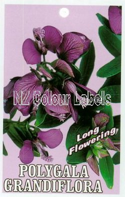 POLYGALA grandiflora - Click Image to Close