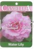 CAMELLIA Water Lily Hybrid