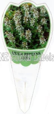 AJUGA reptans Alba - Click Image to Close