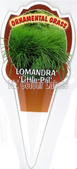 LOMANDRA Little Pal - Click Image to Close