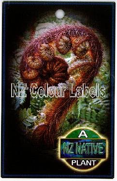 NZ Native Plant Label - Click Image to Close