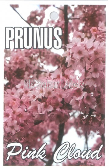 PRUNUS campanulata PINK CLOUD - Click Image to Close