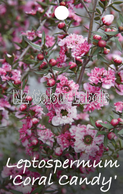 LEPTOSPERMUM Coral Candy - Click Image to Close