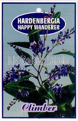 HARDENBERGIA Happy Wanderer - Click Image to Close