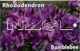 RHODODENDRON Bumble Bee