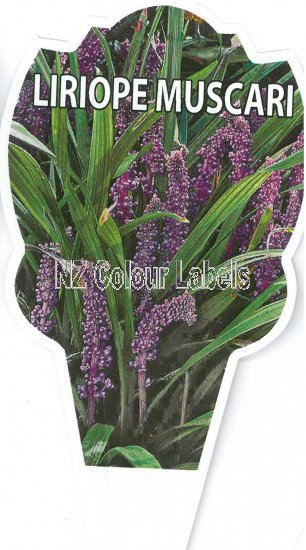 LIRIOPE muscari - Click Image to Close