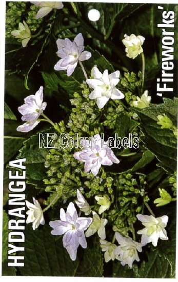 HYDRANGEA Fireworks - Click Image to Close