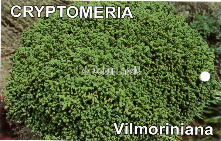 CRYPTOMERIA japonica VILMORINIANA - Click Image to Close