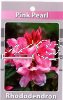 RHODODENDRON Pink Pearl