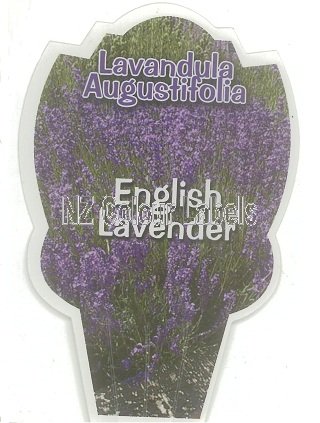 LAVANDUA angustifolia - Click Image to Close