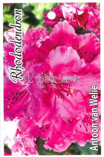 RHODODENDRON Antoon van Welie - Click Image to Close