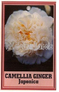 CAMELLIA Ginger - Click Image to Close