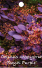 COTINUS coggygria Royal Purple