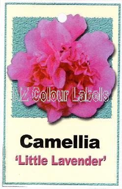 CAMELLIA Little Lavender - Click Image to Close