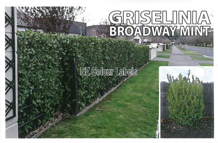 GRISELINIA lit. Broadway Mint - Click Image to Close