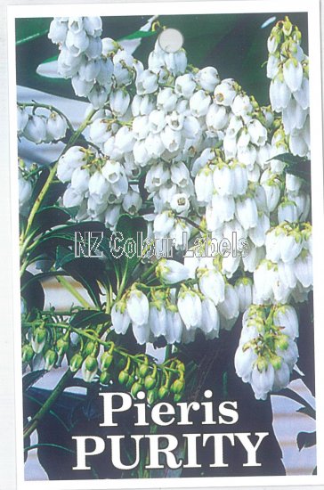 PIERIS Purity - Click Image to Close