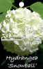 HYDRANGEA SNOWBALL