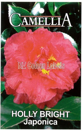 CAMELLIA Holly Bright Japonica - Click Image to Close