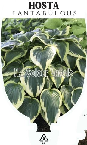 HOSTA FANTABULOUS - Click Image to Close