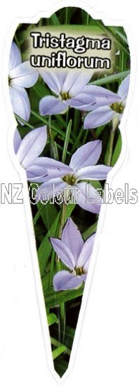 TRITELEIA uniflorum - Click Image to Close