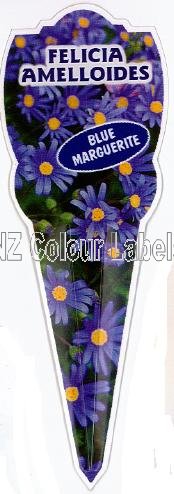 FELICIA amelloides Blue Marguerite - Click Image to Close