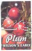 PLUM Wilson's Early