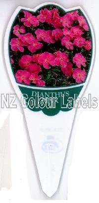 DIANTHUS Pink - Click Image to Close