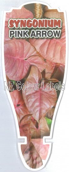 SYNGONIUM Pink Arrow - Click Image to Close