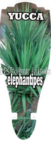 YUCCUA elephantipes - Click Image to Close