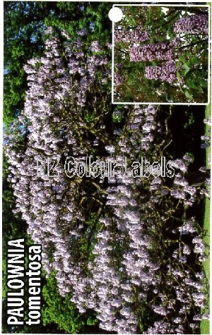 PAULOWNIA Tomentosa - Click Image to Close