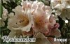 RHODODENDRON Unique