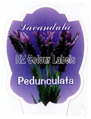 LAVANDUA pedunculata - Click Image to Close