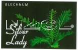 BLECHNUM gibbum SILVER LADY