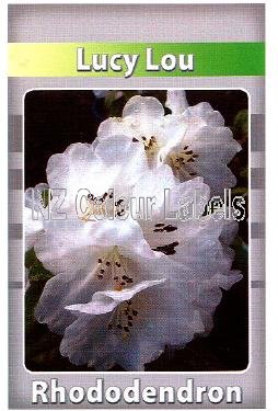 RHODODENDRON Lucy Lou - Click Image to Close