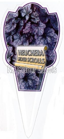 HEUCHERA Silver Scrolls - Click Image to Close